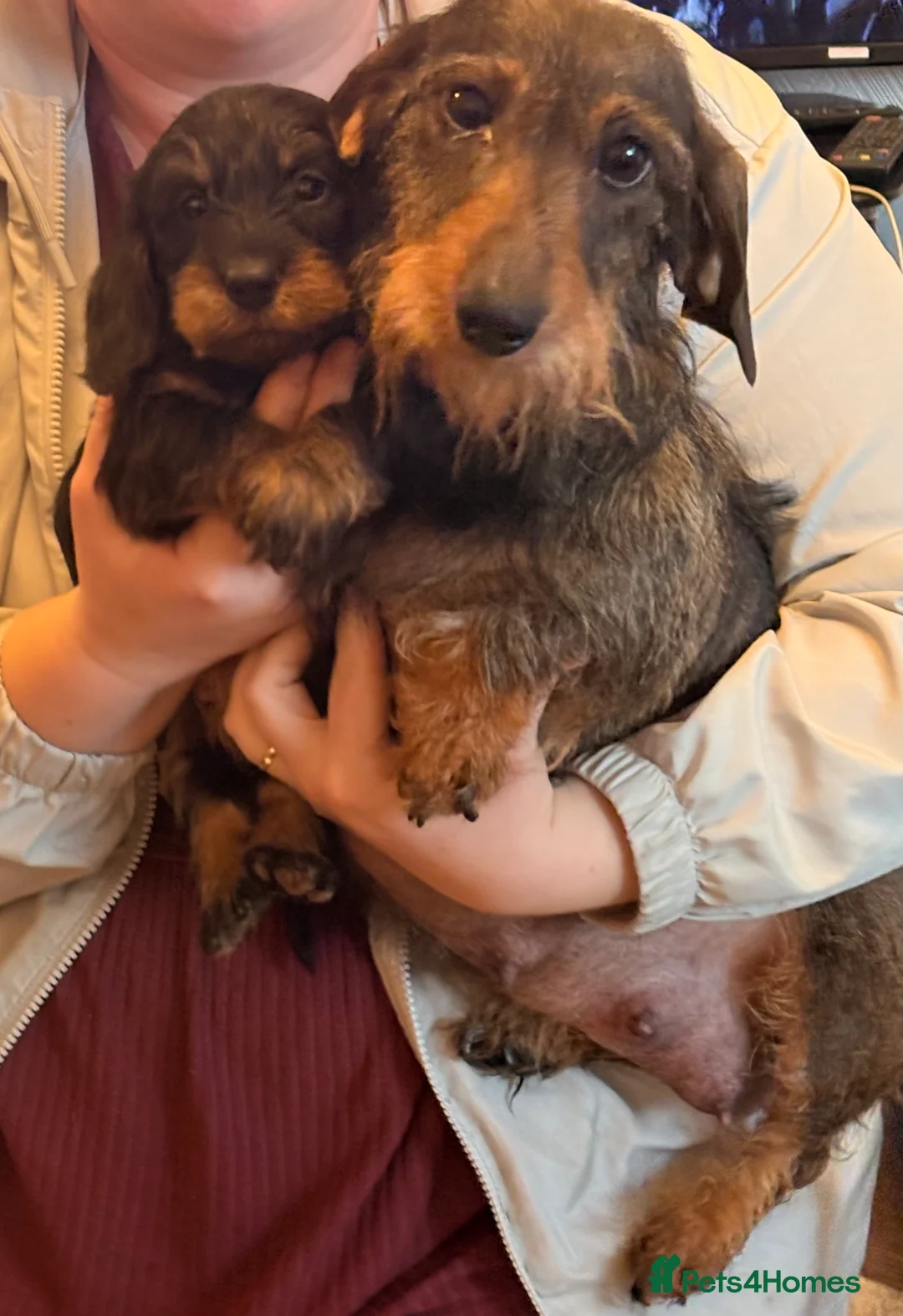 Dachshund dogs for sale: I have a beautiful litter of dachshund puppies  - Advert 2