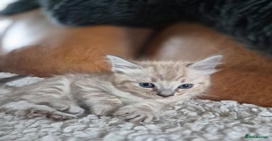 Ragdoll cats - Advert 11