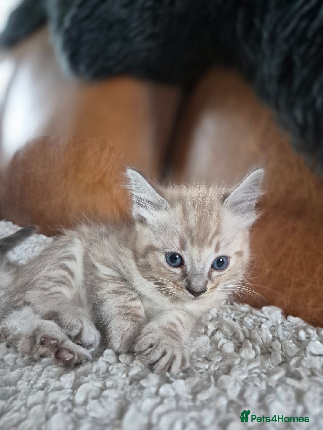 Ragdoll cats for sale: Quality Ragdoll Kittens - Image 3