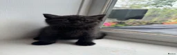 British Shorthair cats for sale: British shorthair kittens  - Advert 11