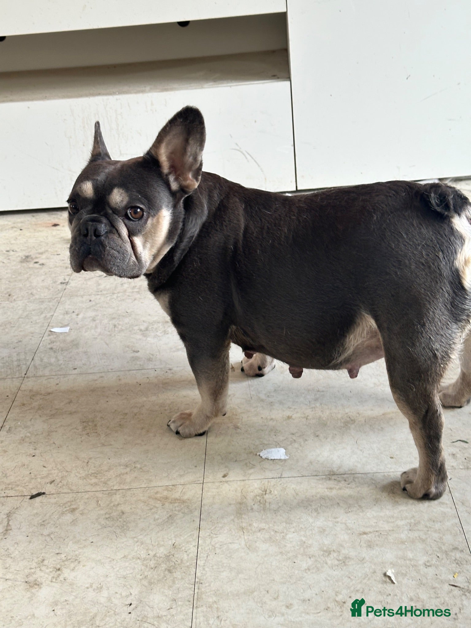 French Bulldog dogs 4 French bulldogs  - Advert 2