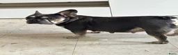French Bulldog dogs for sale: 3 French bulldogs  - Advert 1