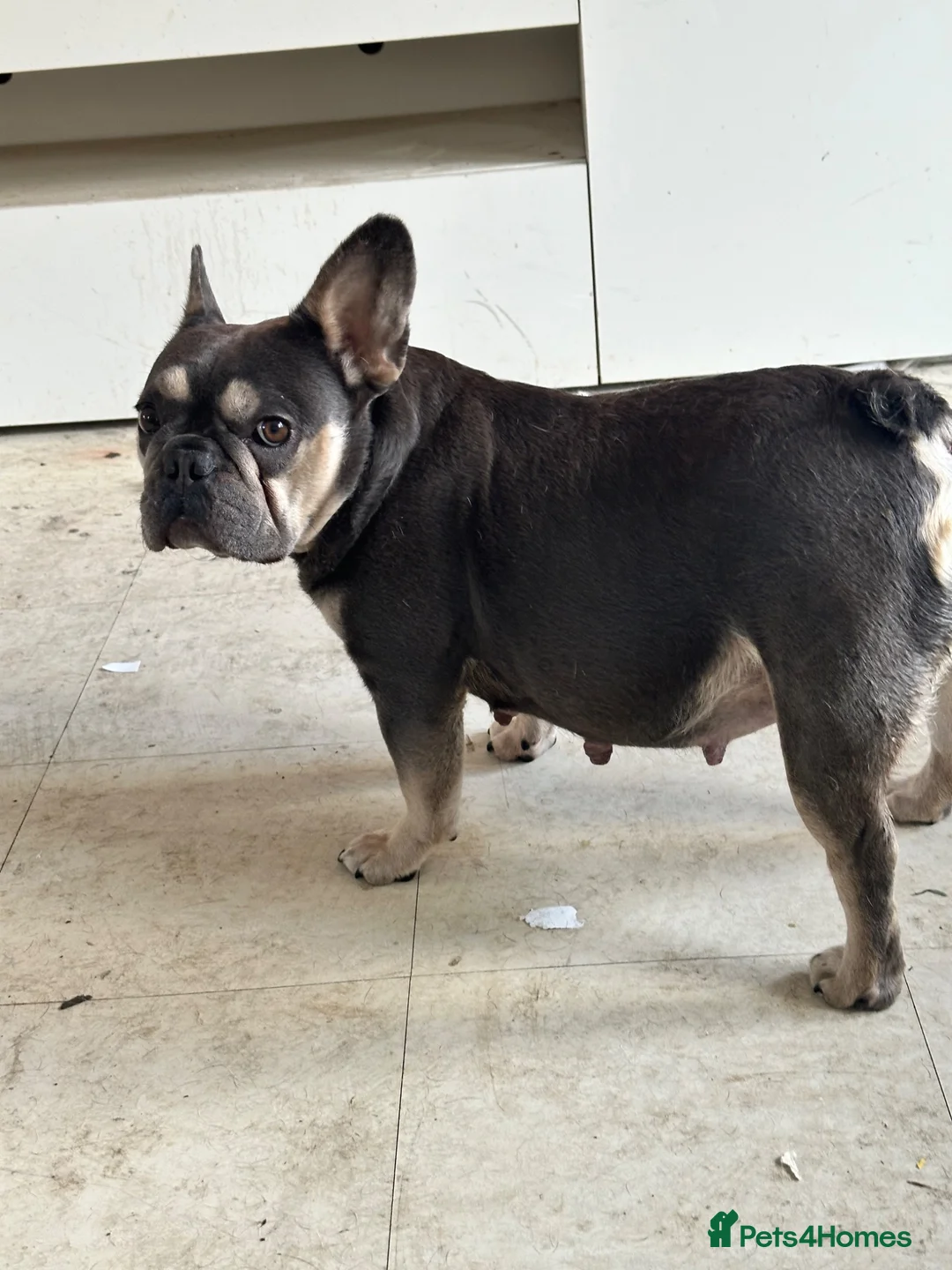 French Bulldog dogs for sale: 3 French bulldogs  - Advert 1