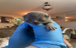British Shorthair cats for sale:  Gccf British shorthair kittens champion lines 🏆 - Image 34
