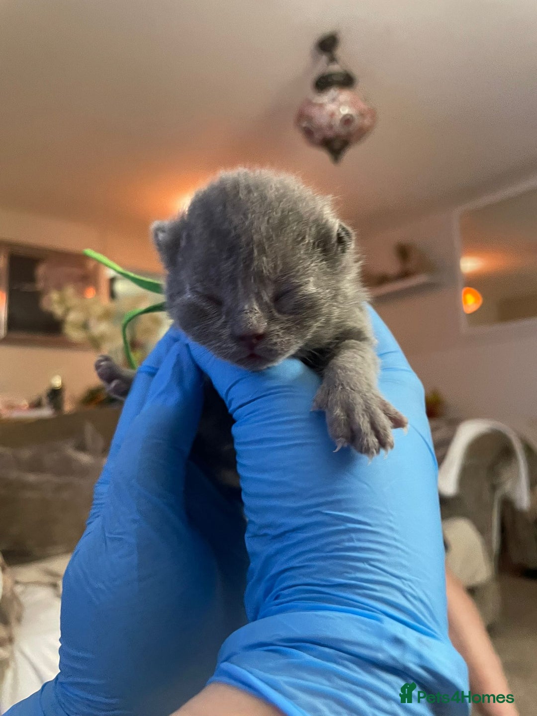 British Shorthair cats for sale:  Gccf British shorthair kittens champion lines 🏆 - Image 34