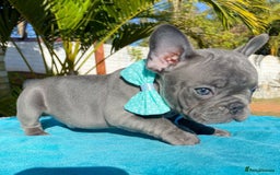 French Bulldog dogs for sale: Healthy Blue French Bulldog Babies - Image 11