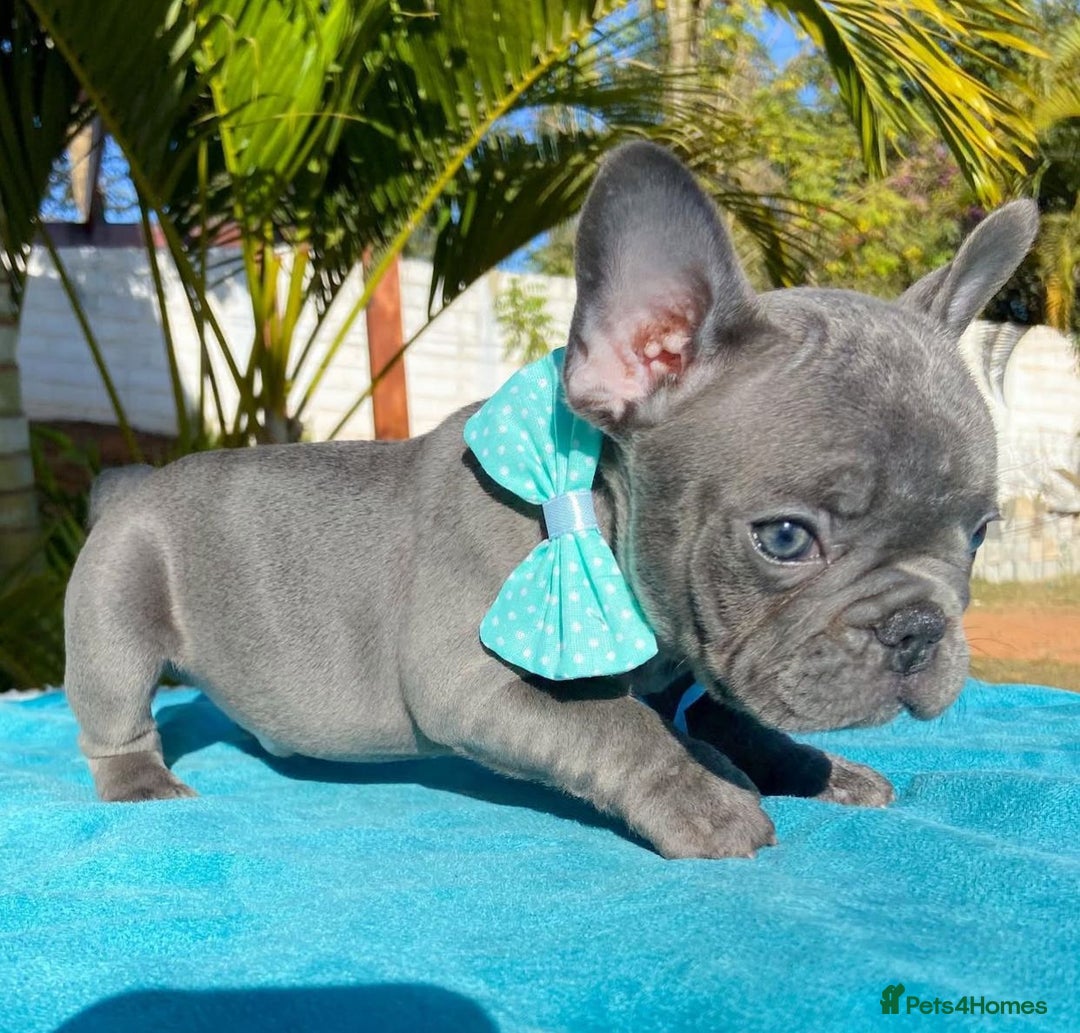 French Bulldog dogs for sale: Healthy Blue French Bulldog Babies - Image 11