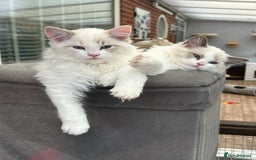 Ragdoll cats for sale: Seal lynx boy. GCCF reg. champion lines - Image 9