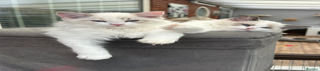 Ragdoll Kitten 1