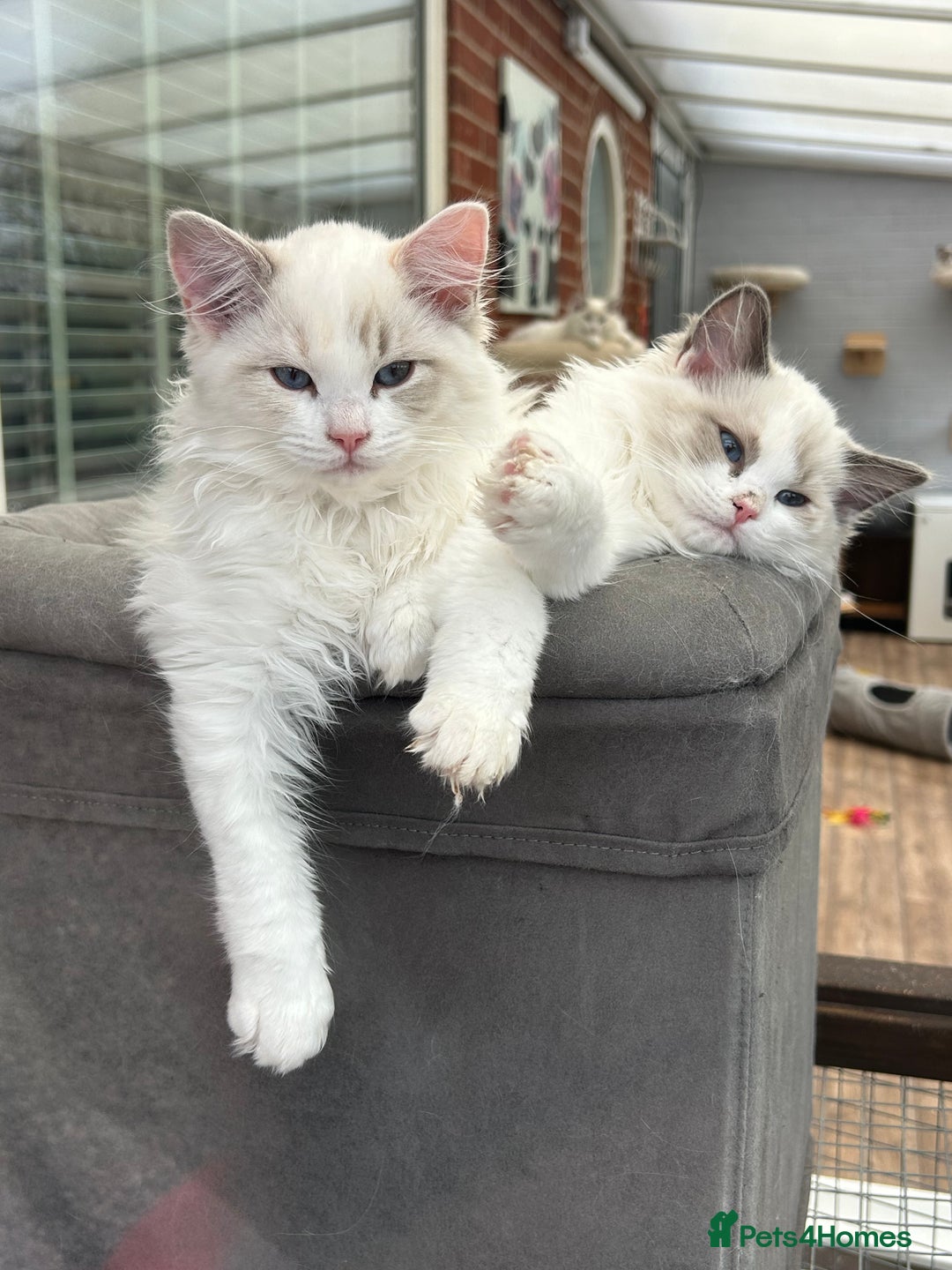 Ragdoll cats for sale: Seal lynx boy. GCCF reg. champion lines - Image 9