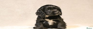 Cocker Spaniel Puppy 9