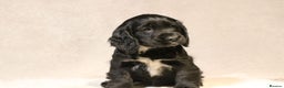 Cocker Spaniel dogs for sale: Beautiful litter of KC reg show type cockers  - Advert 19