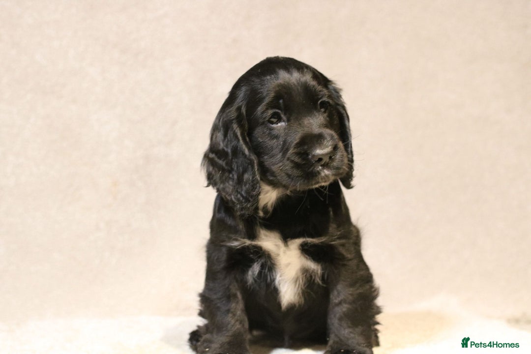 Cocker Spaniel dogs for sale: Beautiful litter of KC reg show type cockers  - Advert 19