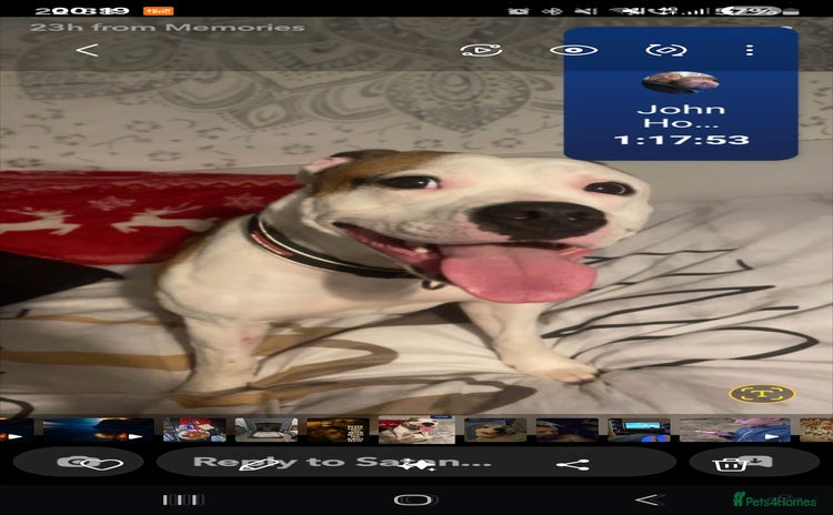 Mixed Breed dogs - Advert 2