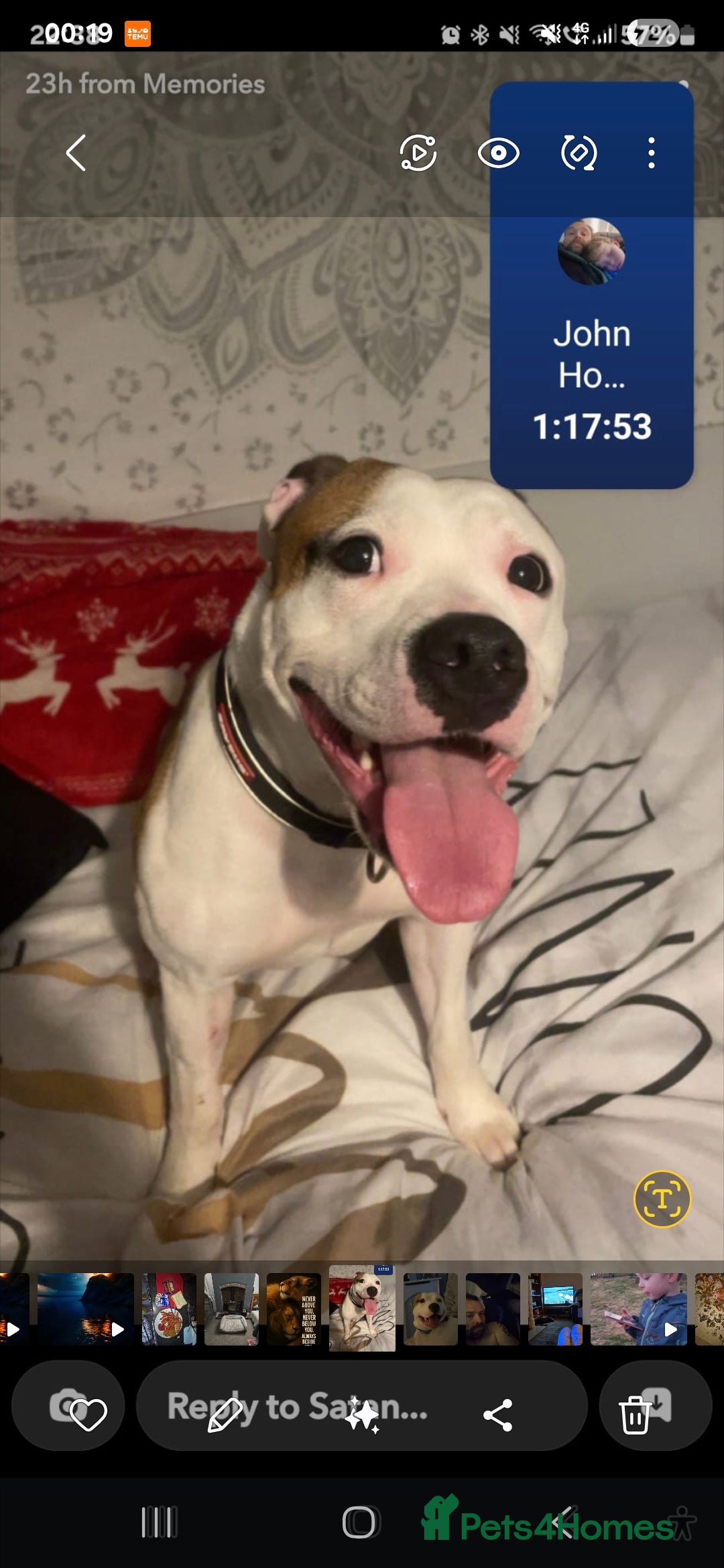 Mixed Breed dogs for sale: Needs a good home - Image 1