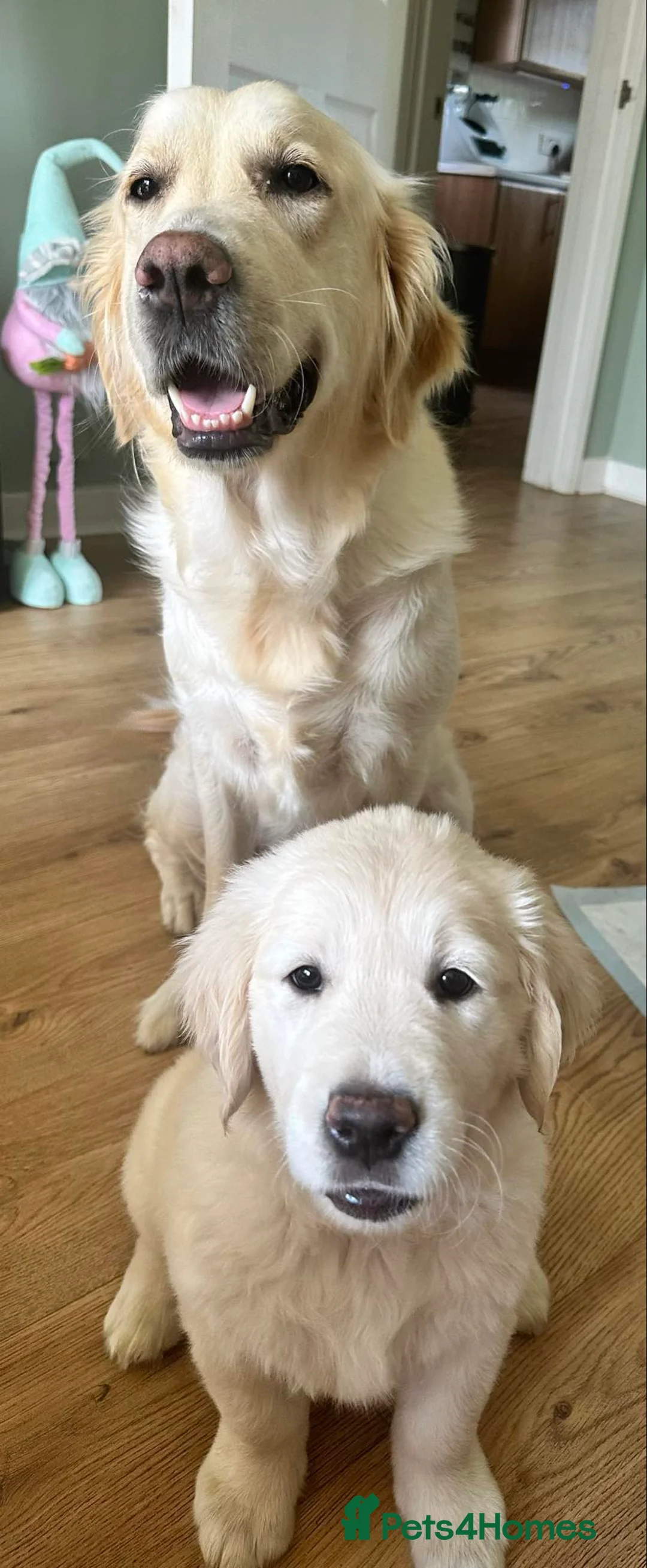 Golden Retriever dogs for sale: February Litter Announcement  - Advert 17