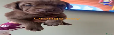 Mixed Breed Puppy 4