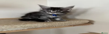 Maine Coon 3
