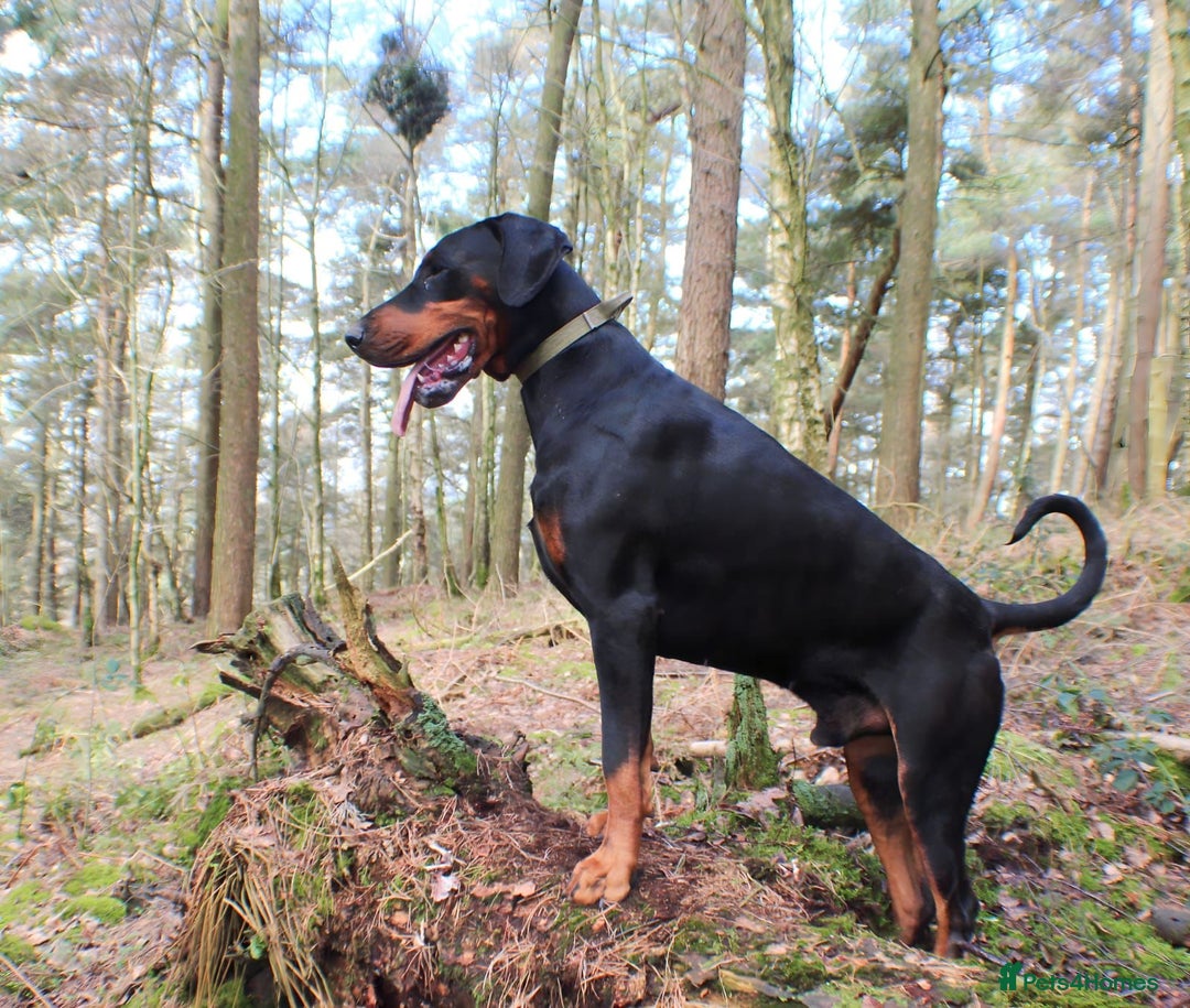 Dobermann dogs for stud: Doberman stud  - Image 3