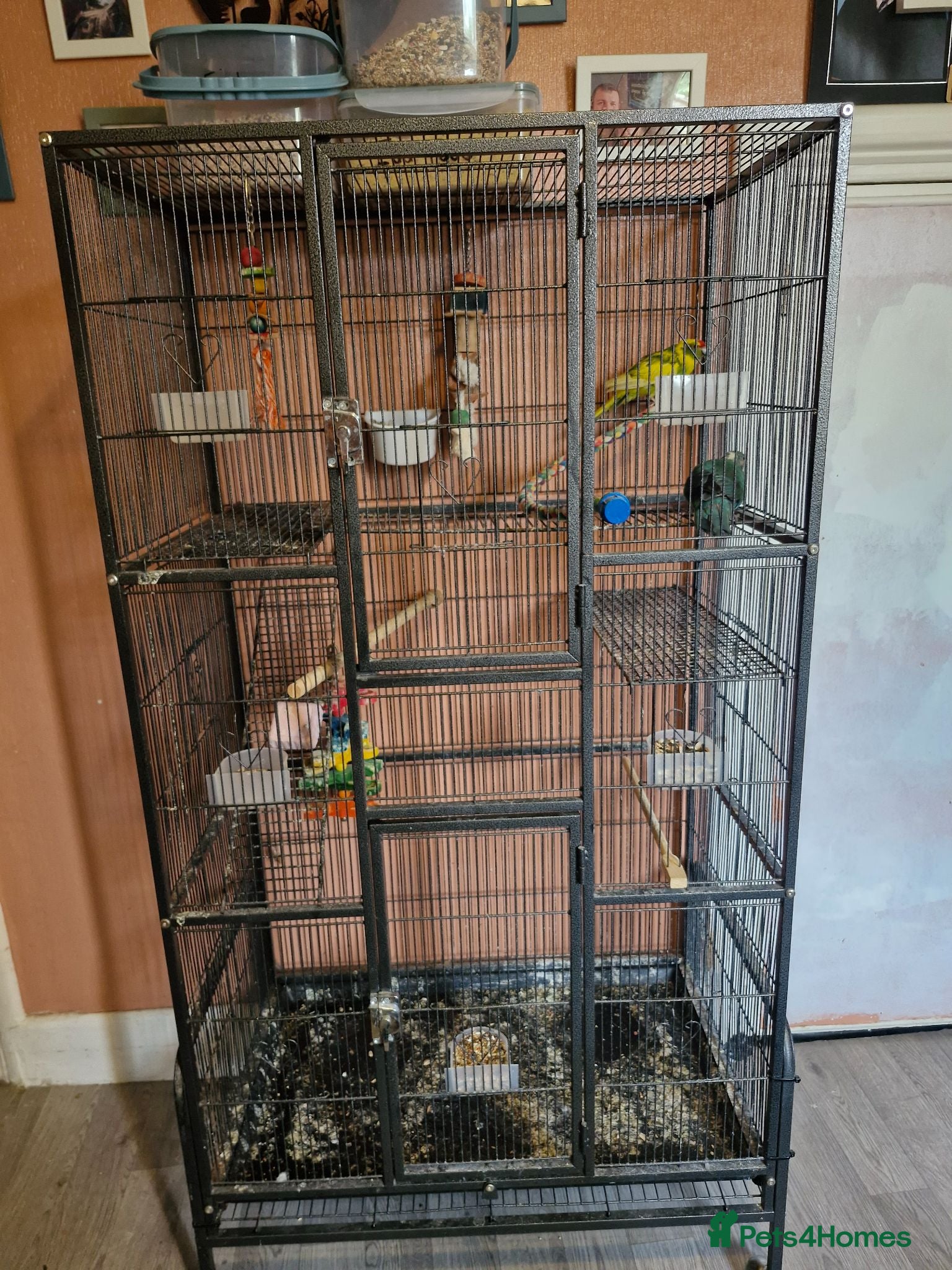 Parakeets birds Proven pair of kakarikis & Accessories  - Advert 3