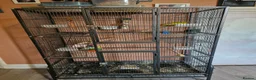 Parakeets birds for sale: Proven pair of kakarikis & Accessories  - Advert 1