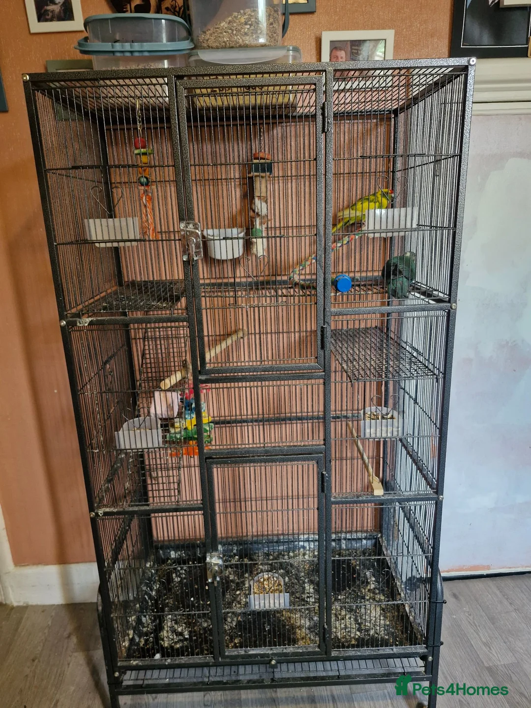 Parakeets birds for sale: Proven pair of kakarikis & Accessories  - Advert 1
