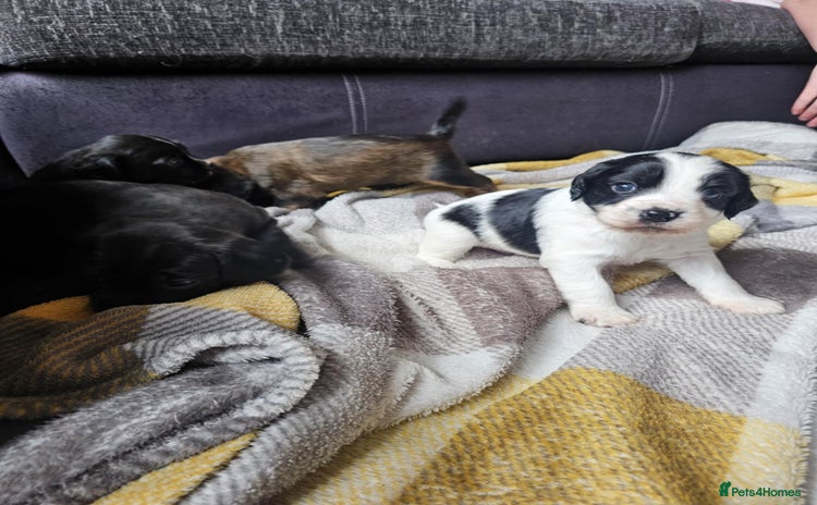 Mixed Breed dogs - Advert 2