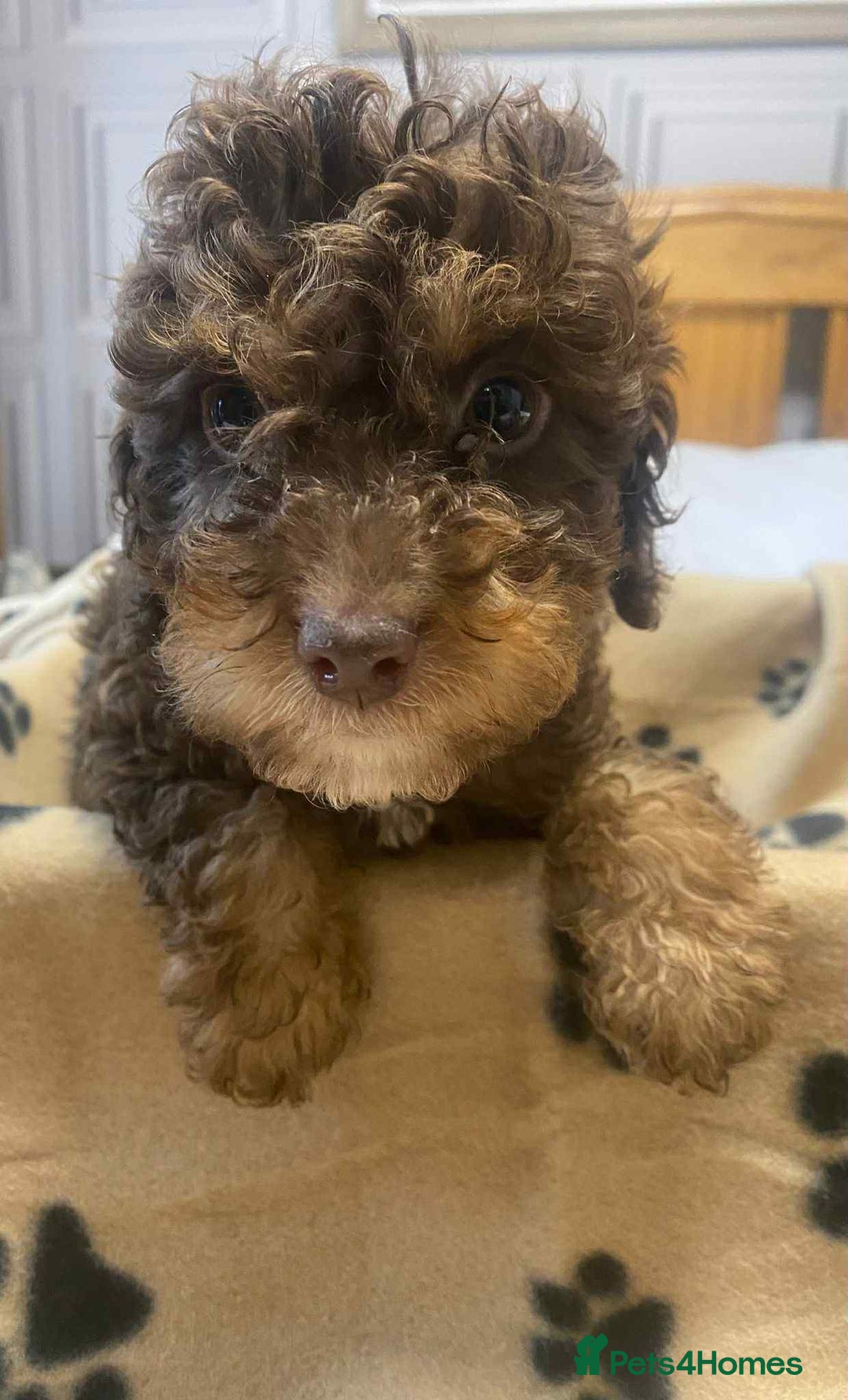 Cockapoo dogs for sale: Gorgeous litter of F1b cockapoos - Advert 6