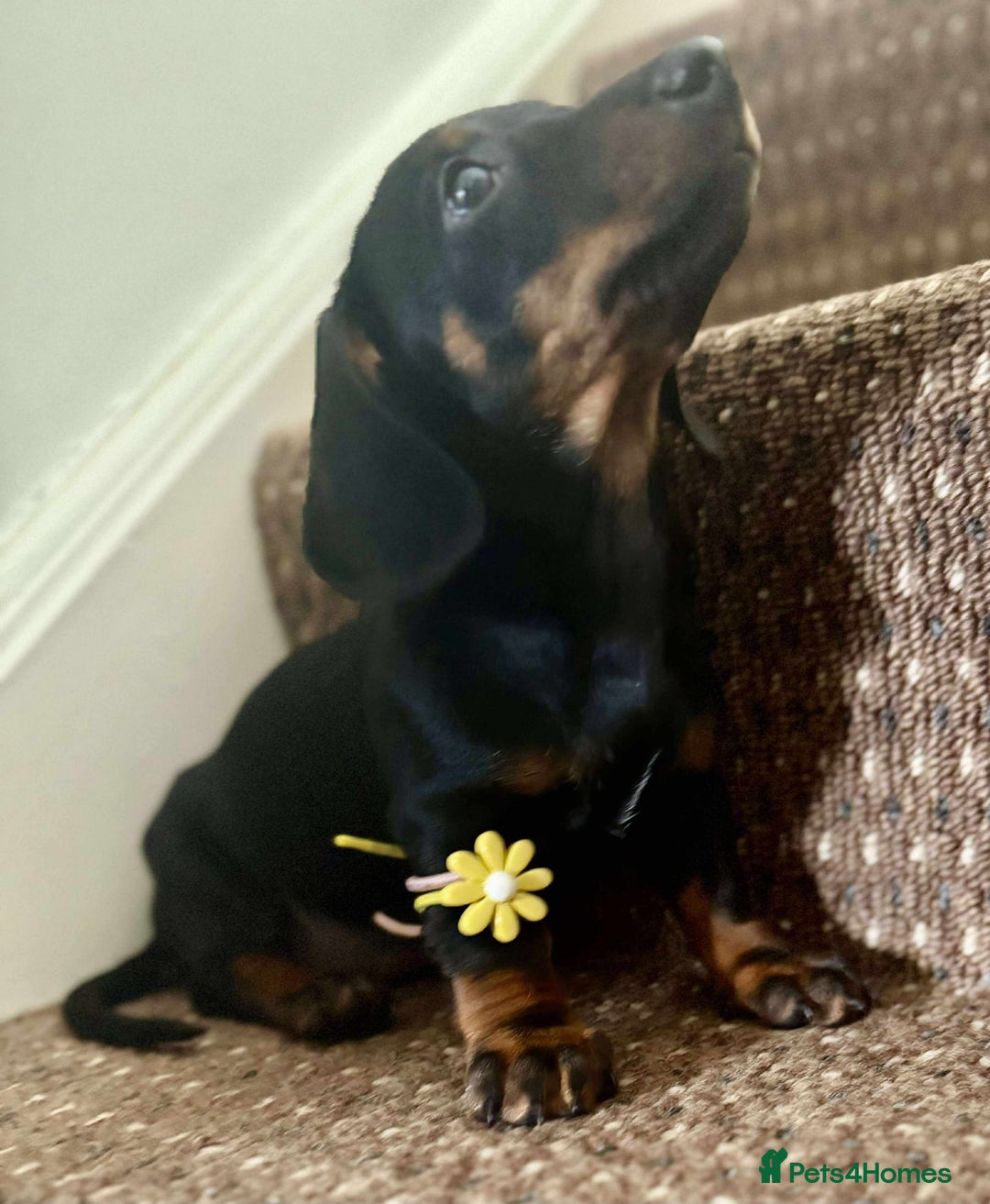 Dachshund dogs for sale: Beautiful dachshund babies  - Image 3