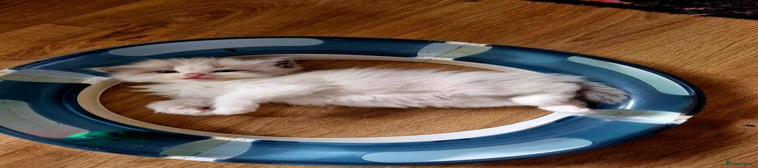 Ragdoll Kitten 2