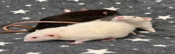 Rat rodents for sale: Older Dumbo Rats 5+months Male and Female  - Advert 10