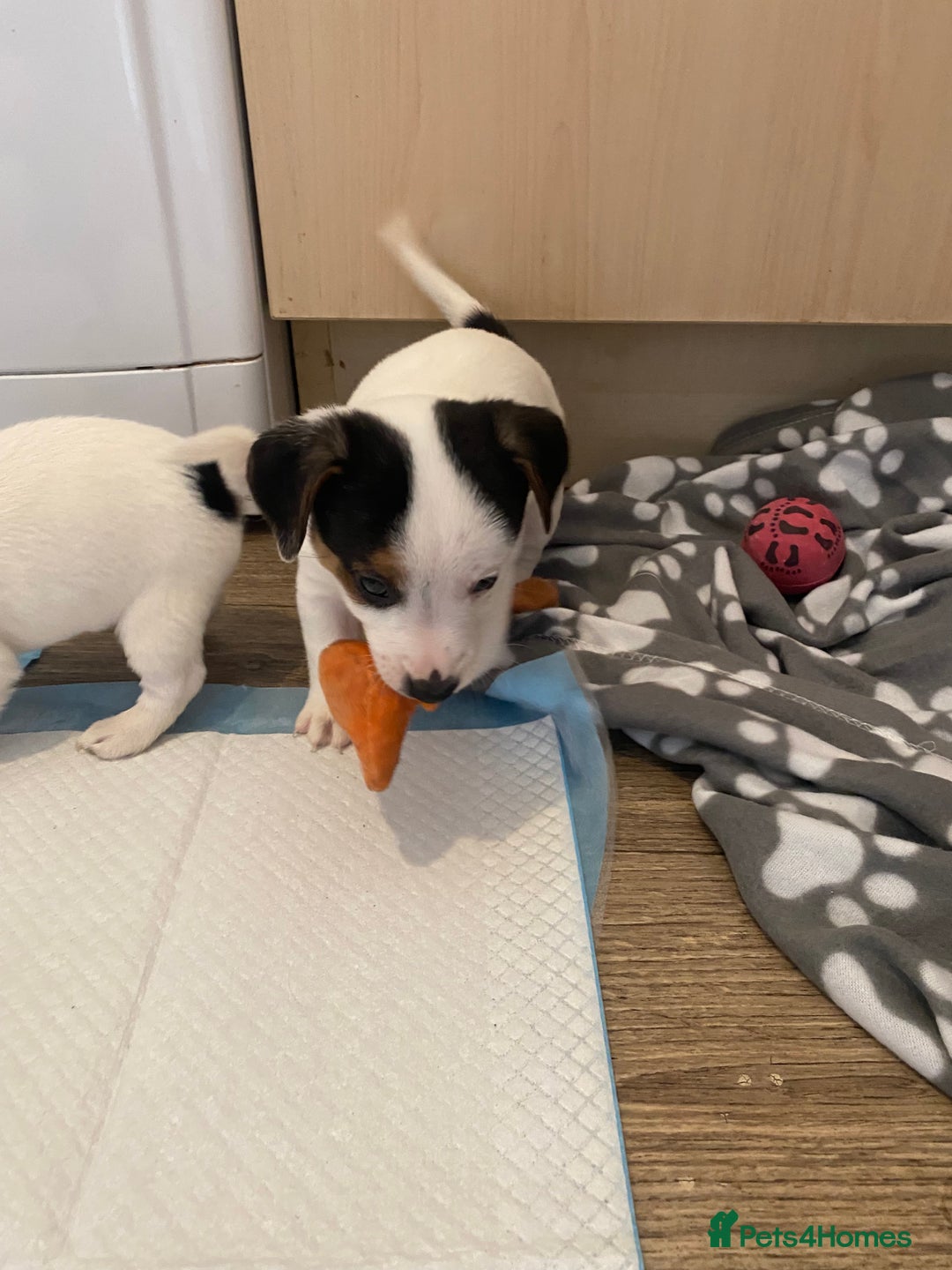 Jack Russell dogs for sale: Jack Russell pups  - Image 7