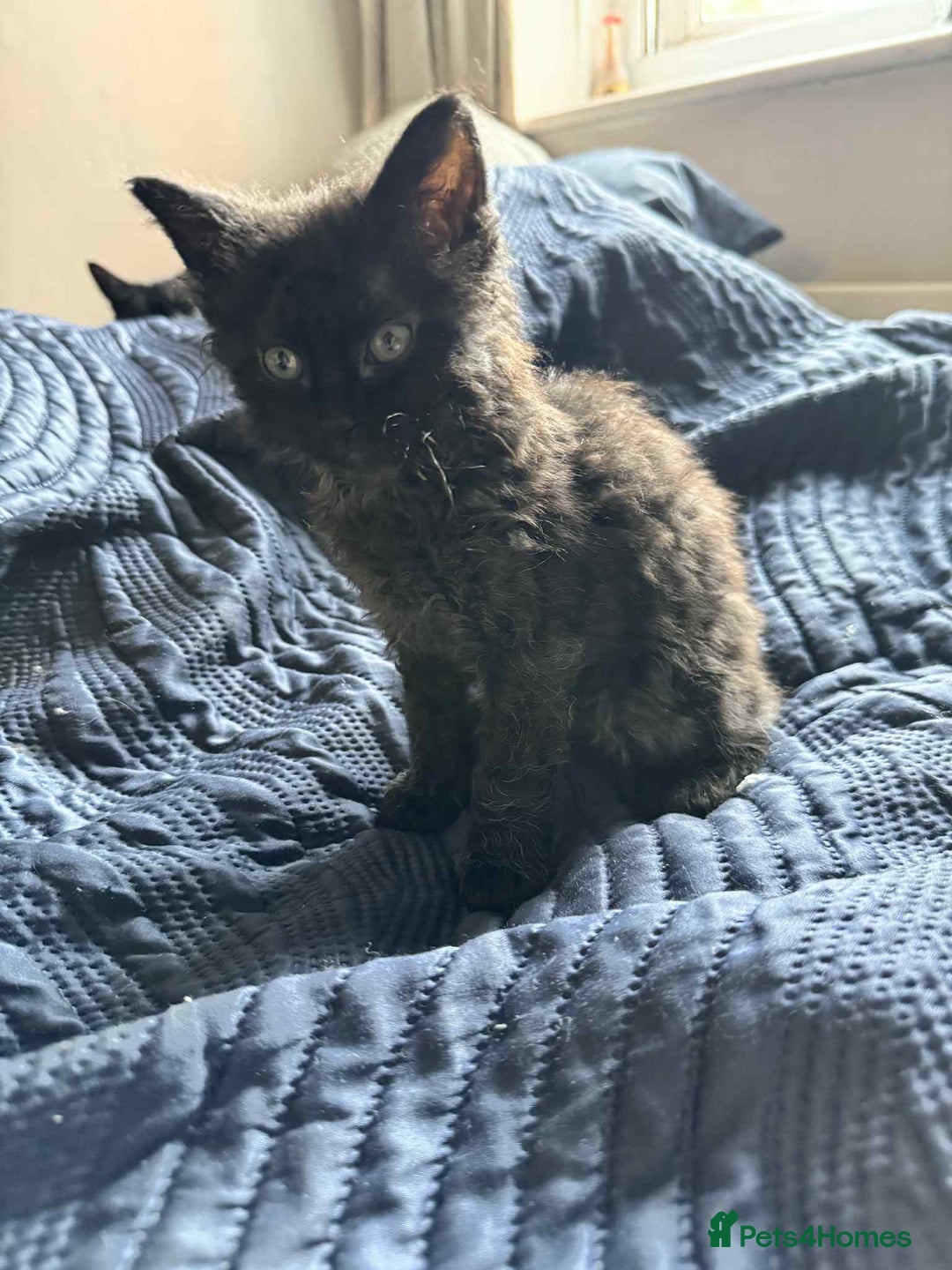 Mixed Breed cats for sale: Mixed breed kittens for sale  - Image 3