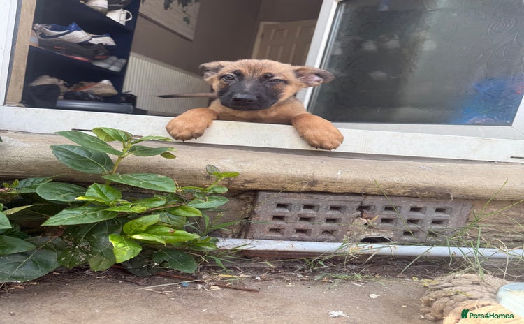 Mixed Breed dogs - Advert 4