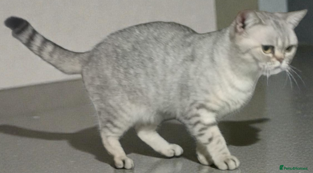 British Shorthair cats for sale: GCCF Active Blue - Silver spotted - Advert 2