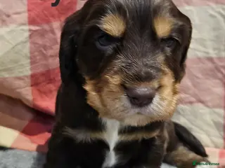 Cocker Spaniel dogs Gorgeous Show type Cocker Spaniel puppies - Advert 17
