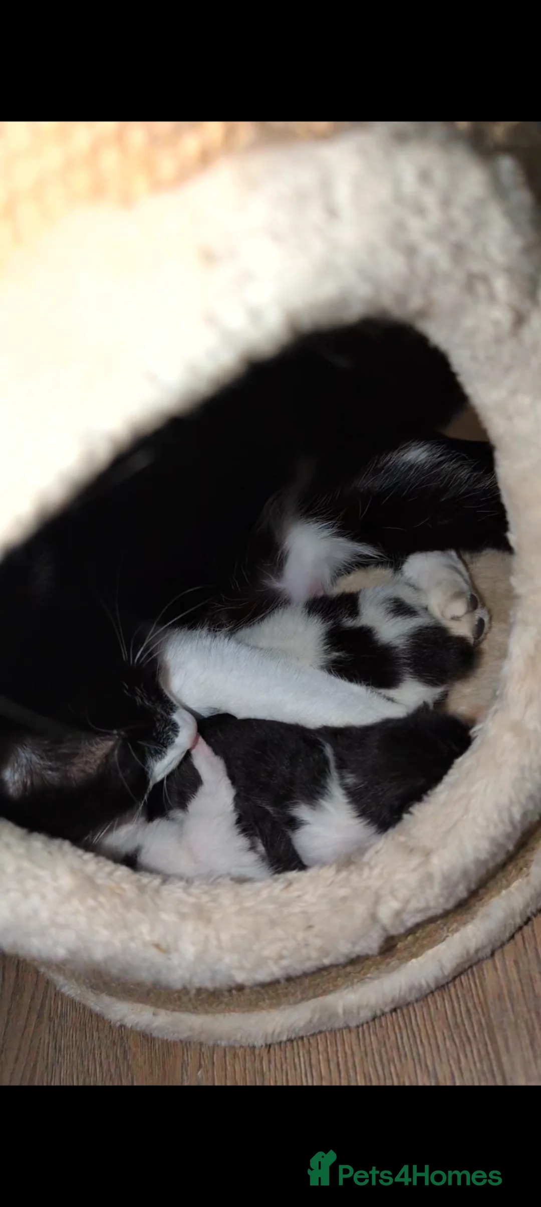 Mixed Breed cats for sale: 3 playful kittens  - Advert 1