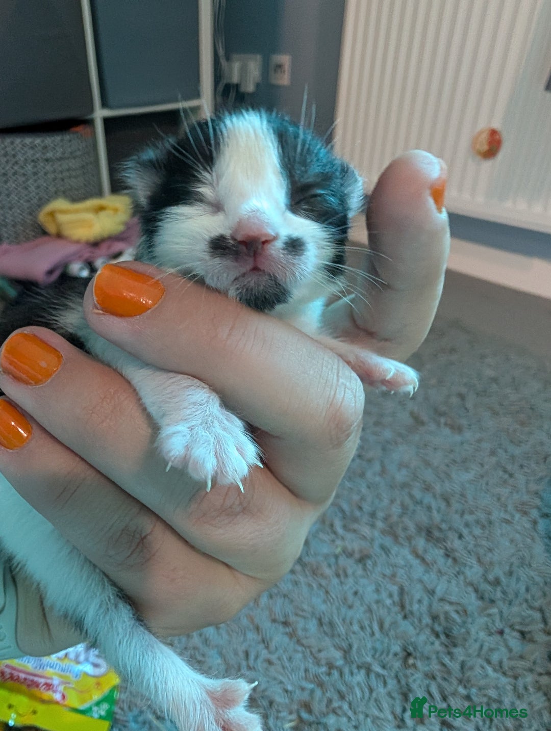 Domestic Shorthair cats for sale: Cute little black and white kitten - Advert 17
