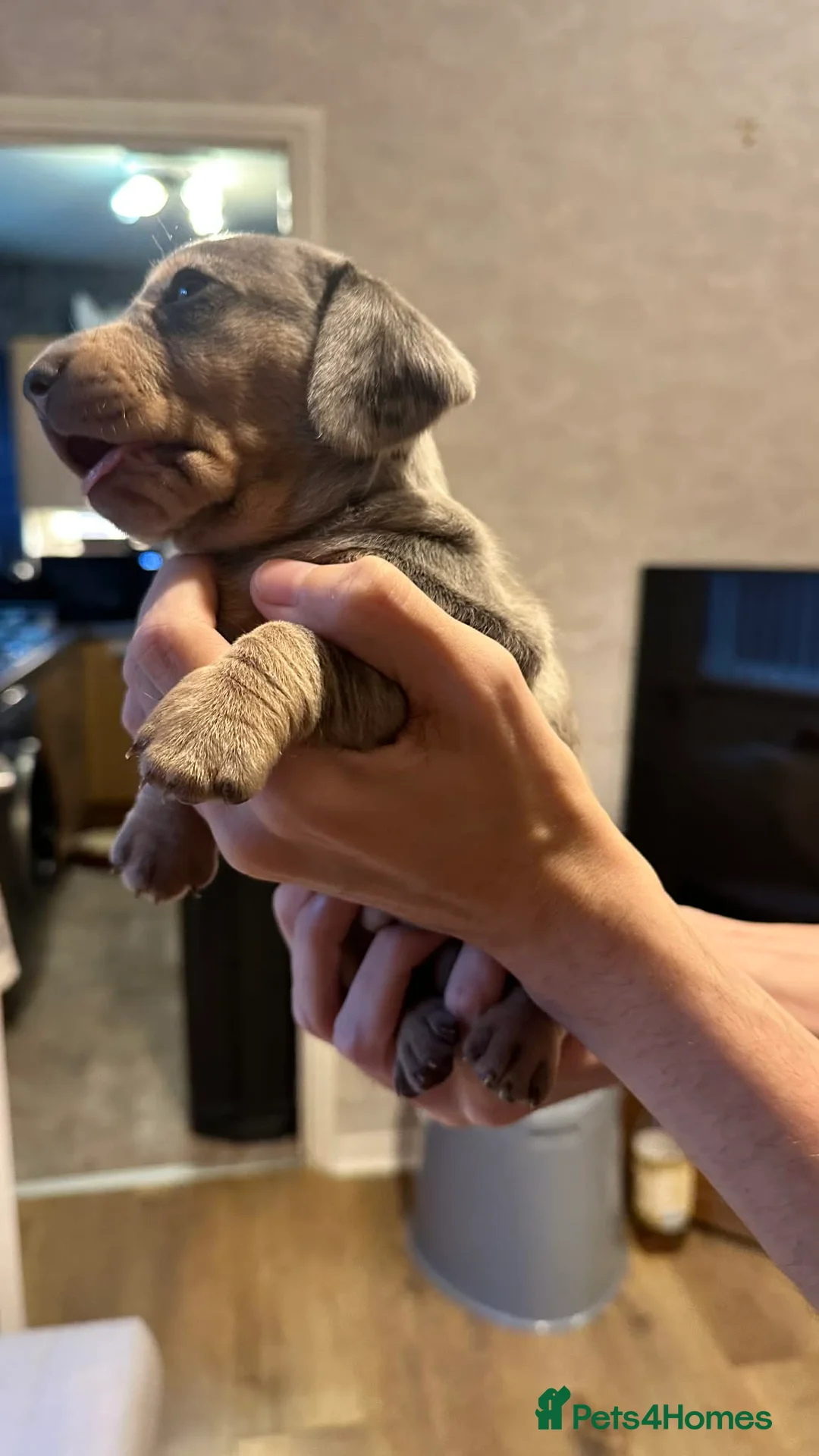 Dachshund dogs for sale: Beautiful dachshund puppies - Advert 12