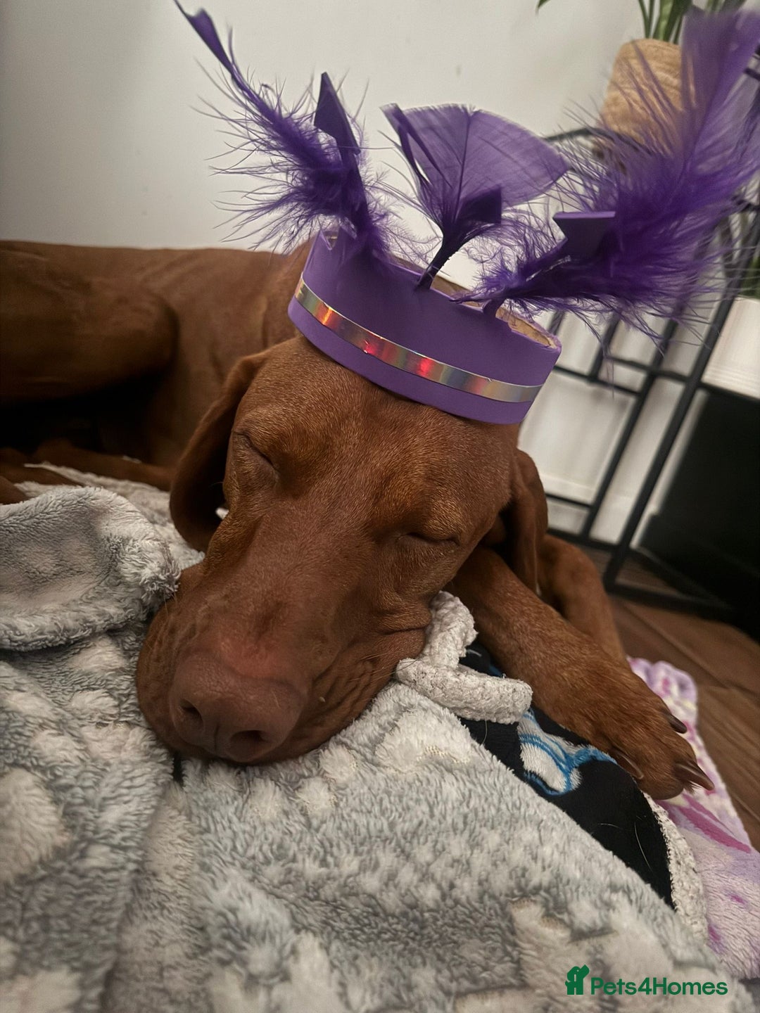 Hungarian Vizsla dogs for stud: Danko is Ready to Meet New Girlfriends. - Advert 6