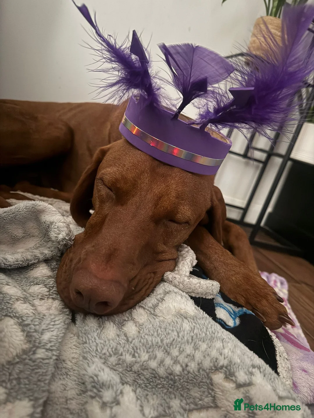 Hungarian Vizsla dogs for stud: Danko is Ready to Meet New Girlfriends. - Advert 7