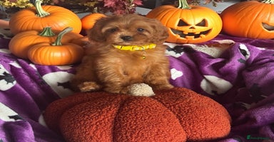 Cavapoo dogs - Advert 1