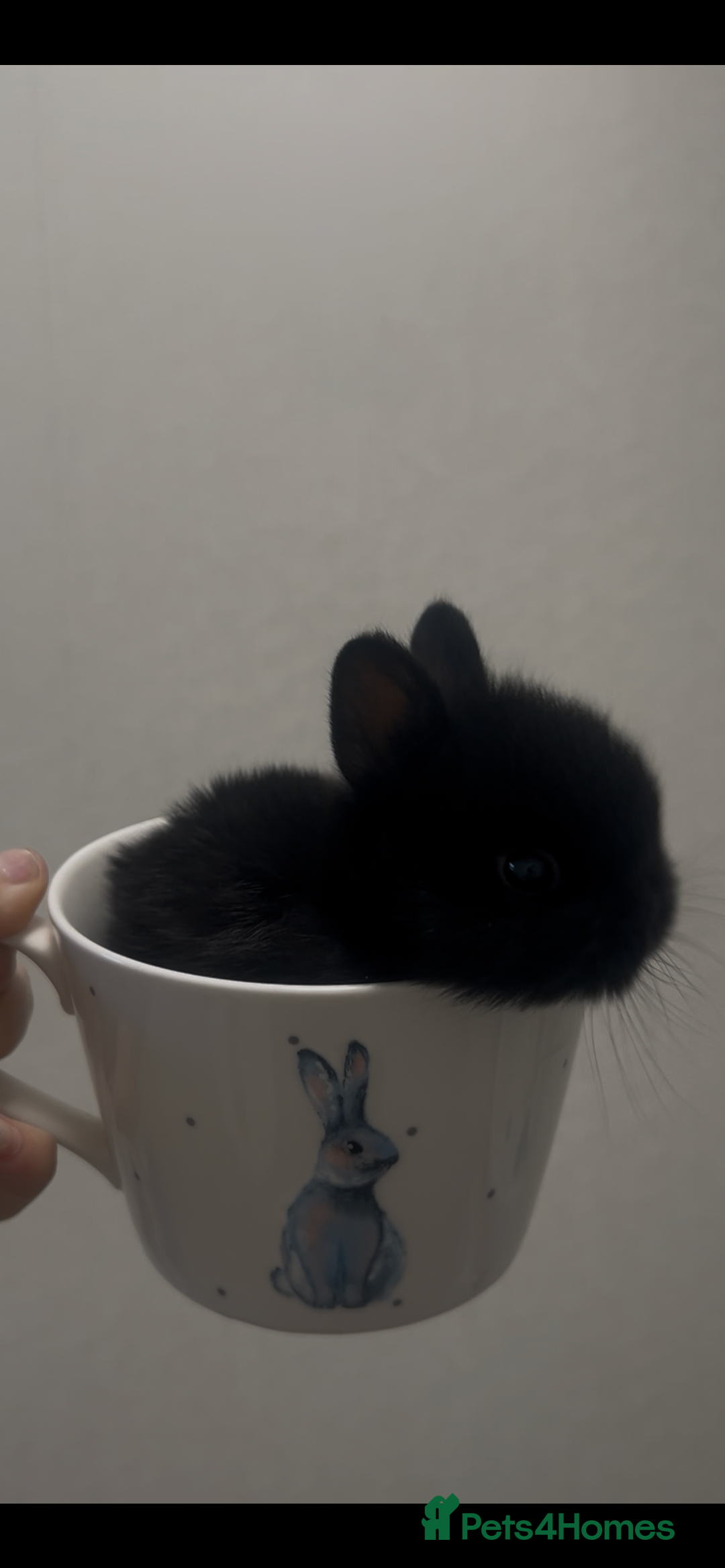 Netherland Dwarf rabbits for sale: Netherland dwarfs  - Advert 2