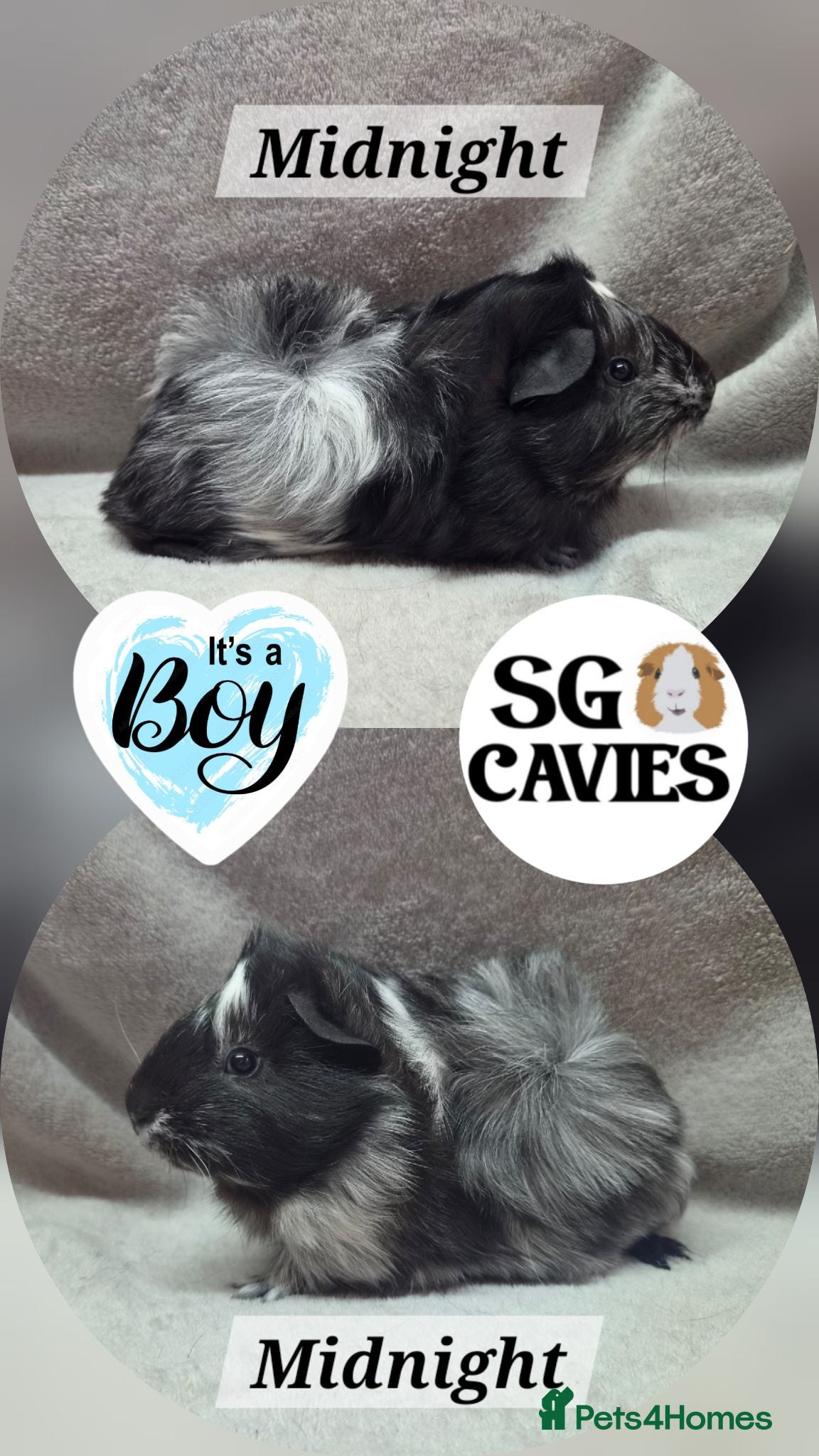 Guinea Pig rodents Stunning baby guinea pigs for sale  - Advert 5