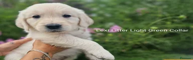Light Green Collar