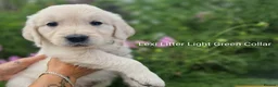 Golden Retriever dogs for sale: Show Line Golden Retriever pups available - Advert 11