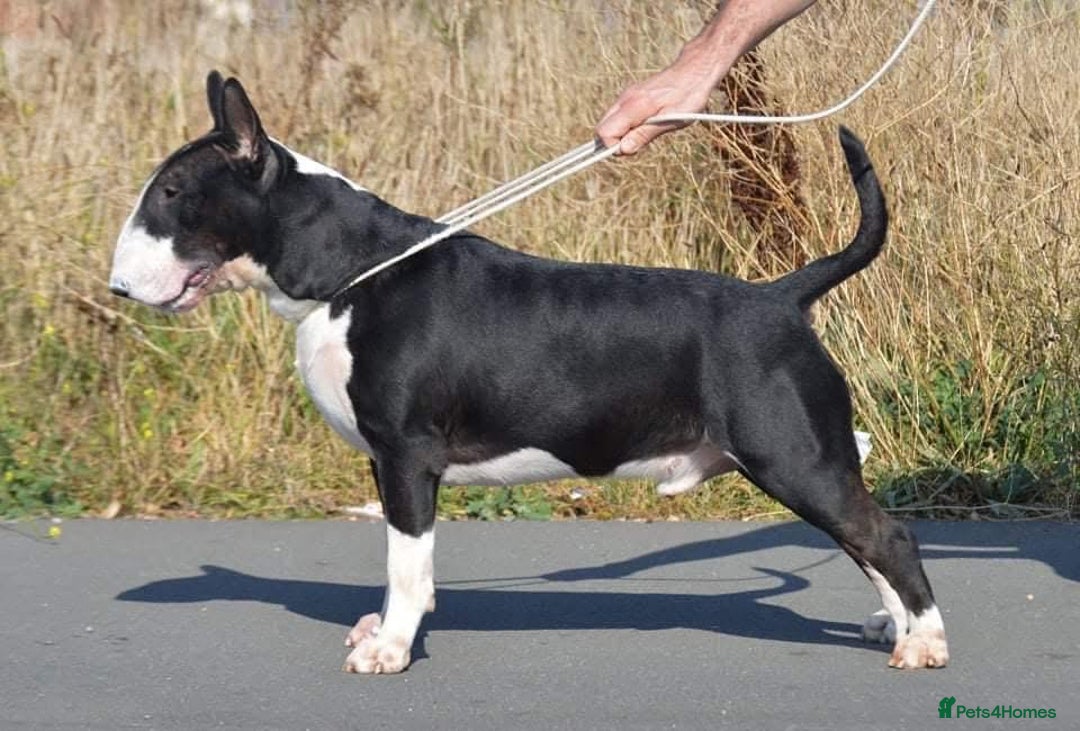 English Bull Terrier dogs for sale: Stunning Champion sired Bull Terriers pups (MALE)  - Image 2