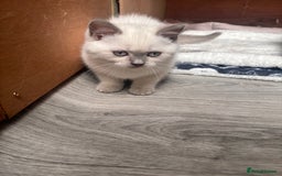 British Shorthair cats for sale: British shorthair GGCF Blue colourpoint kittens  - Image 9