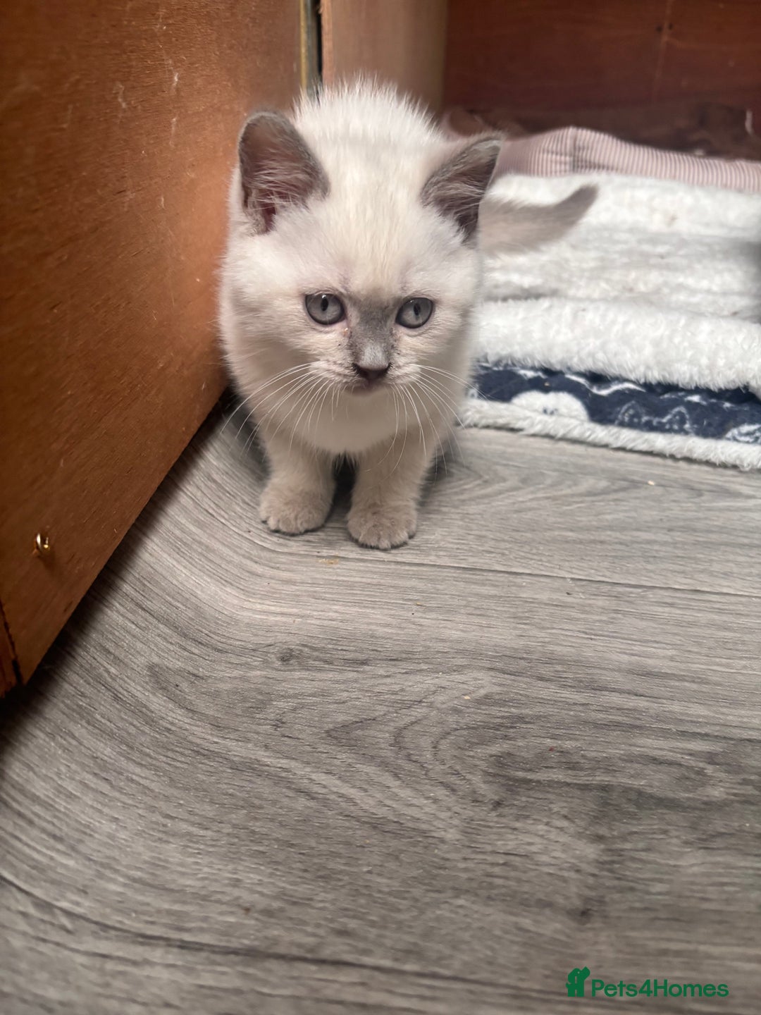 British Shorthair cats for sale: British shorthair GGCF Blue colourpoint kittens  - Image 9