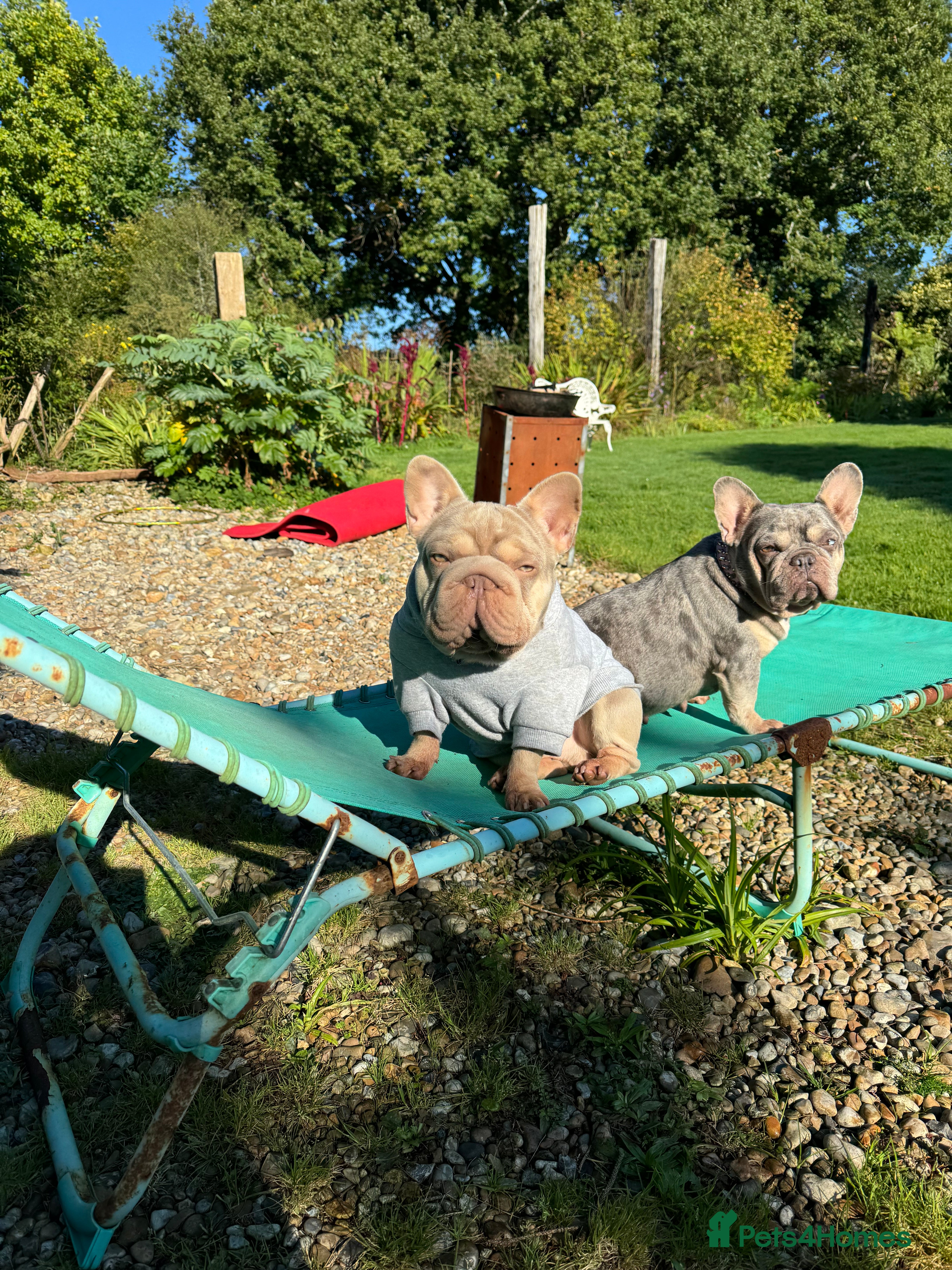French Bulldog dogs Sharky  in Stevenage - Advert 15
